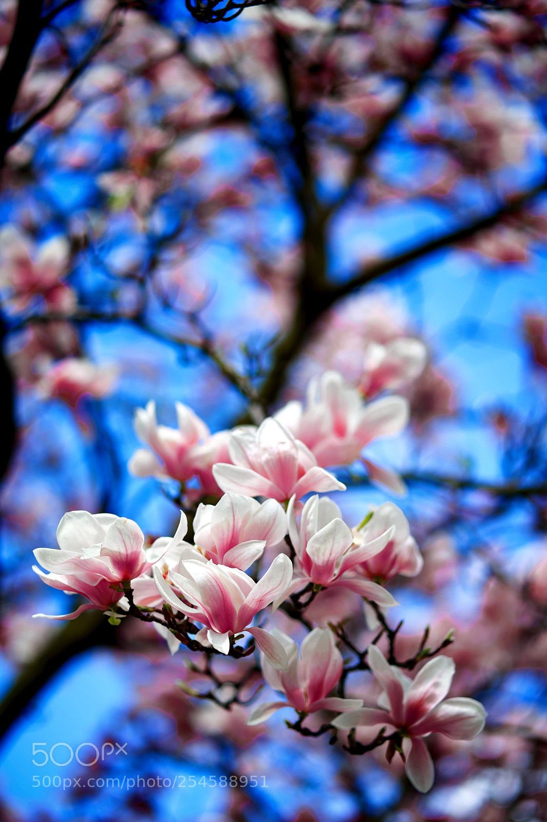Sony a7 II sample photo. Magnolia photography