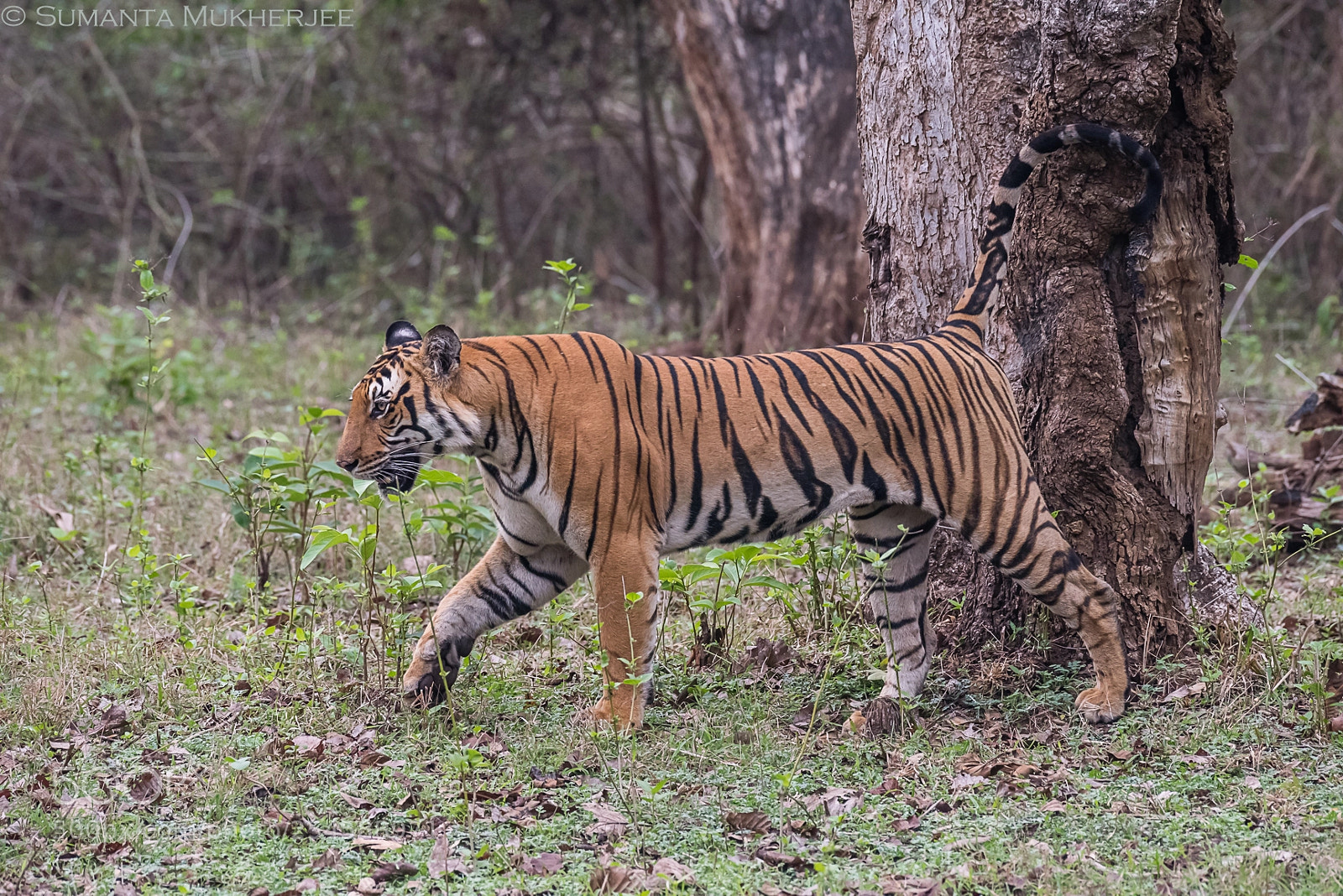 Nikon D810 sample photo. Marking his territory.. photography
