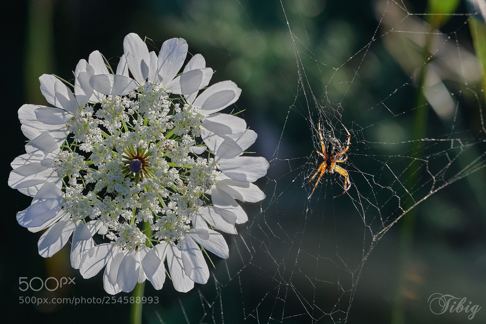 Nikon D500 sample photo. Crown flower and spider photography
