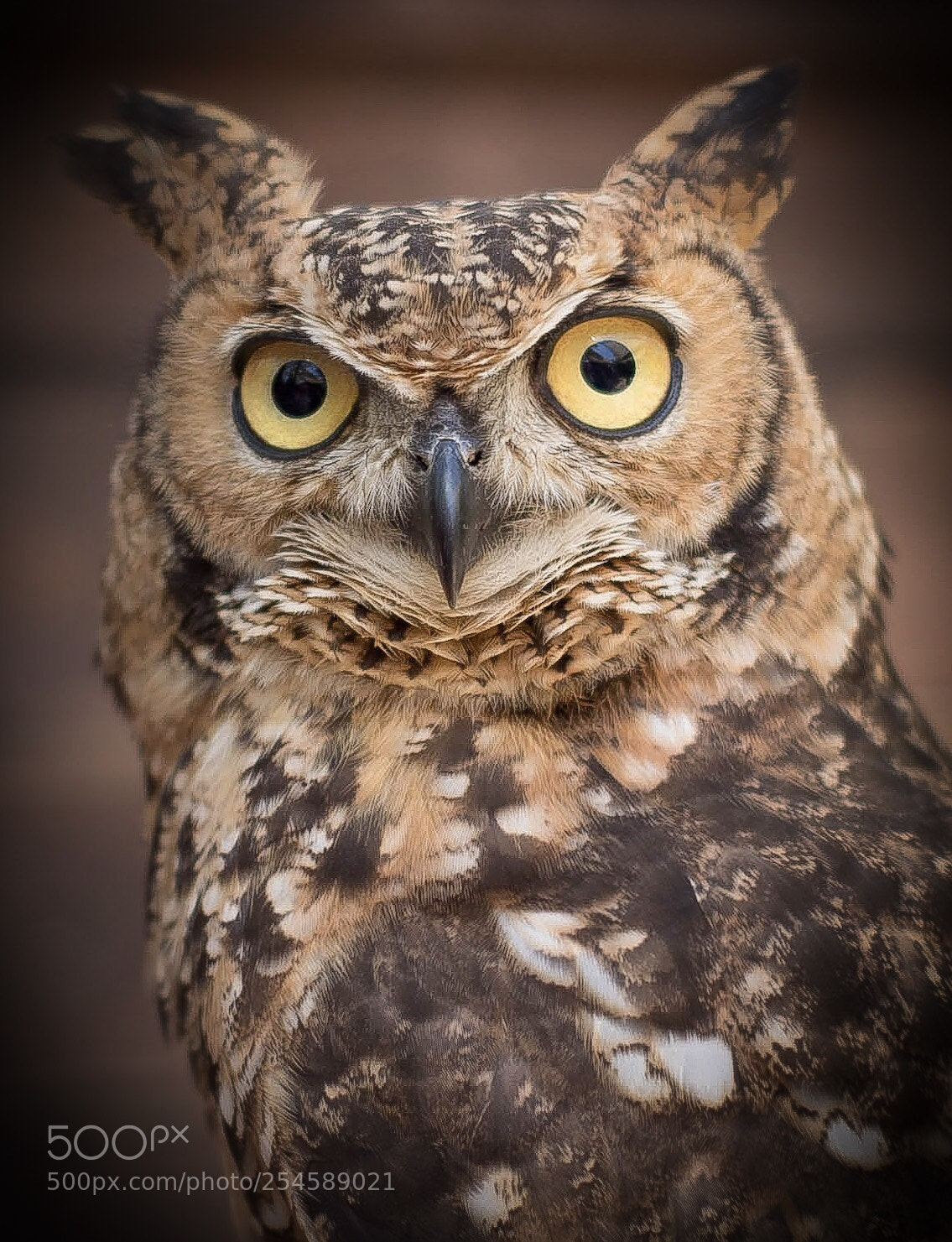 Canon EOS 1300D (EOS Rebel T6 / EOS Kiss X80) sample photo. 1 year old bubo bubo. photography