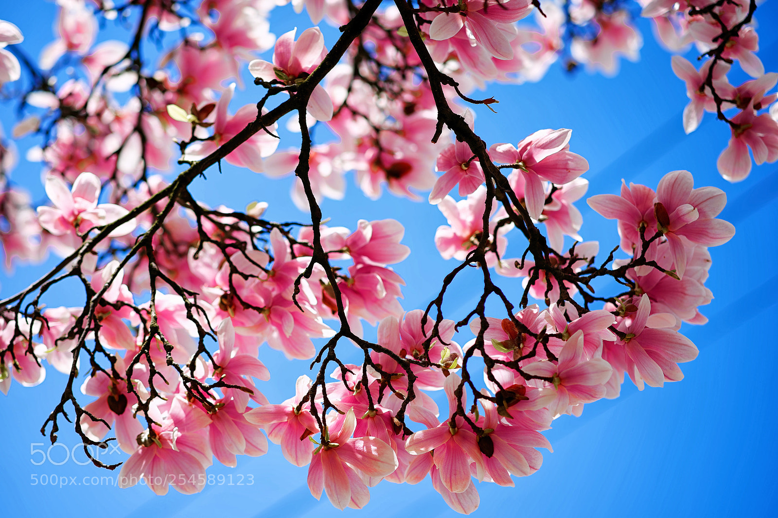 Sony a7 II sample photo. Magnolia photography