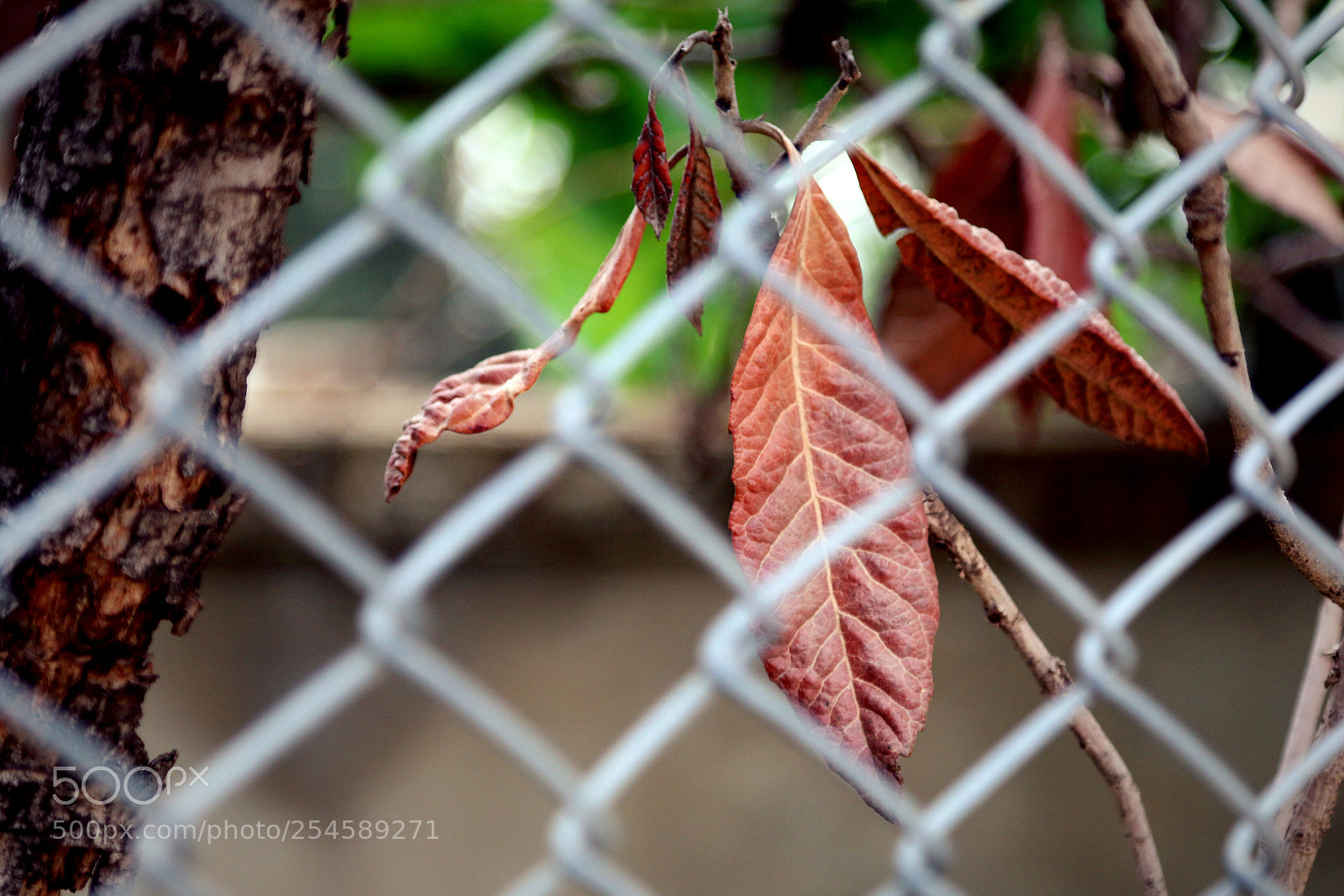 Canon EOS 70D sample photo. Untitled photography