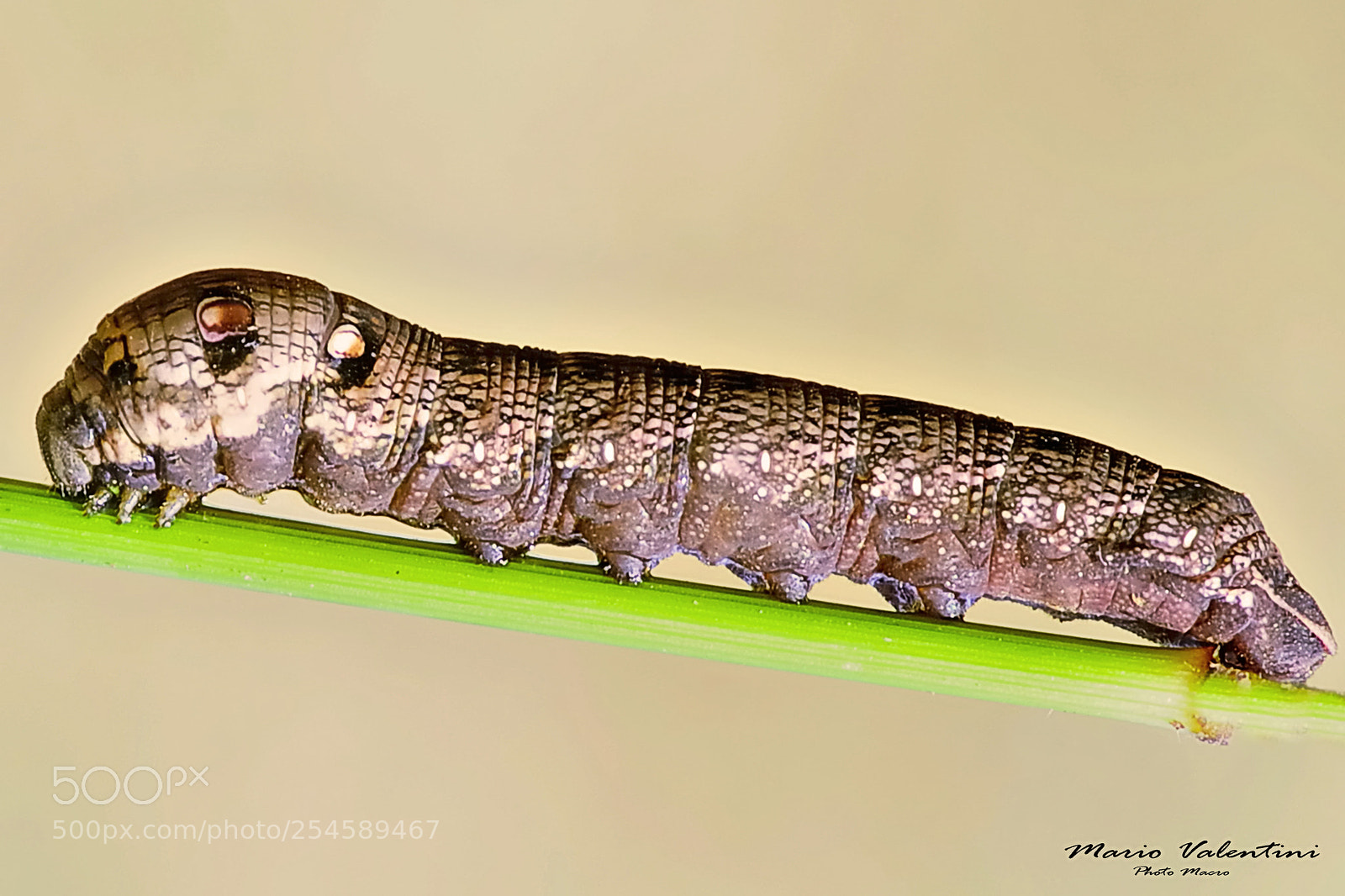 Nikon D700 sample photo. Elephant hawk caterpillar deilephila photography