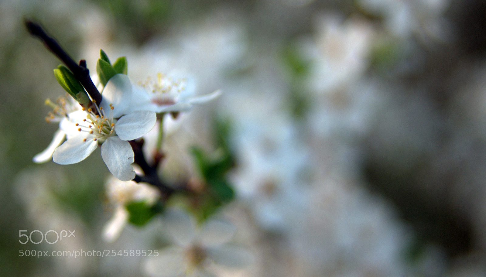 Pentax K200D sample photo. Blossoming cherry tree photography