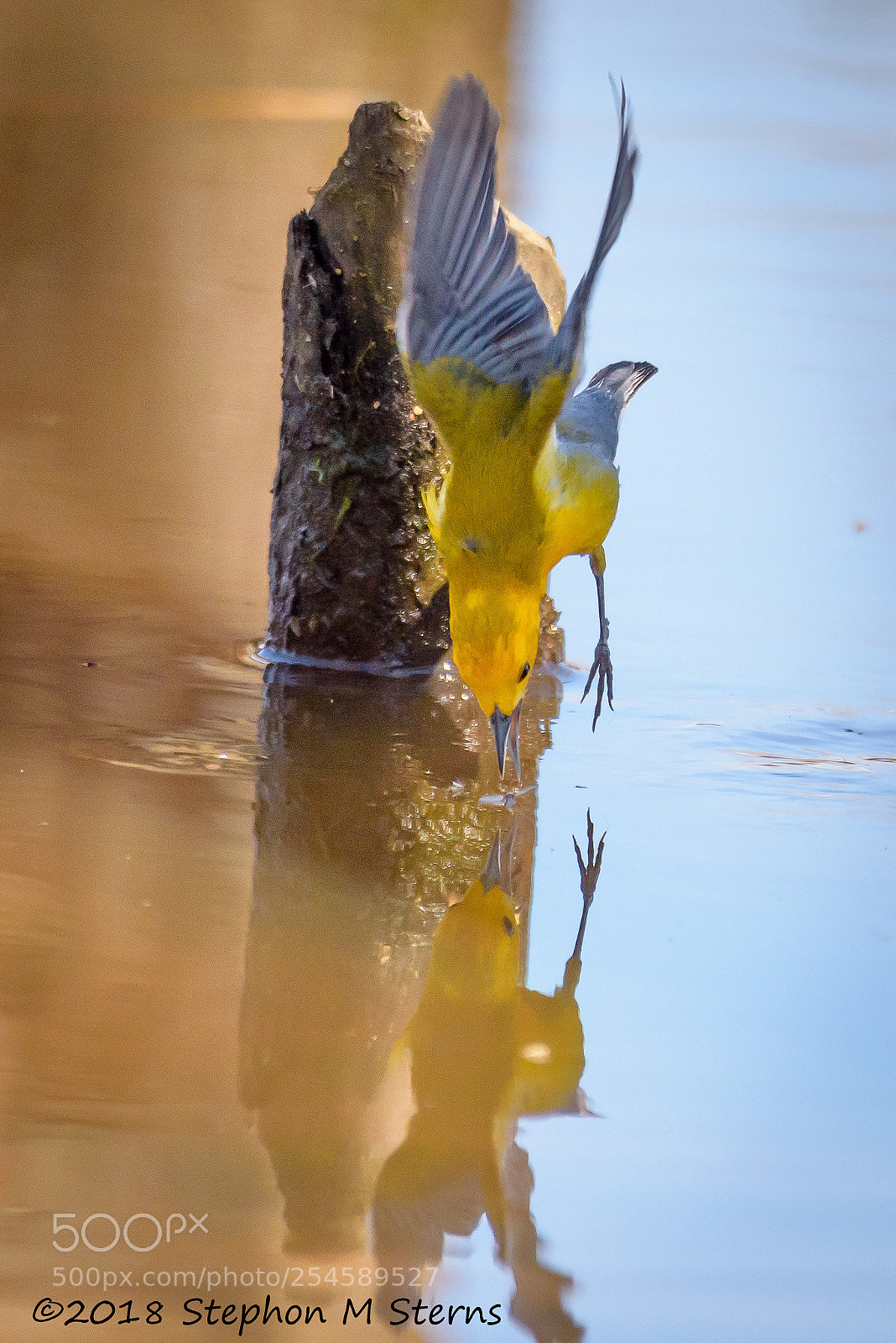Nikon D810 sample photo. Mirror image photography