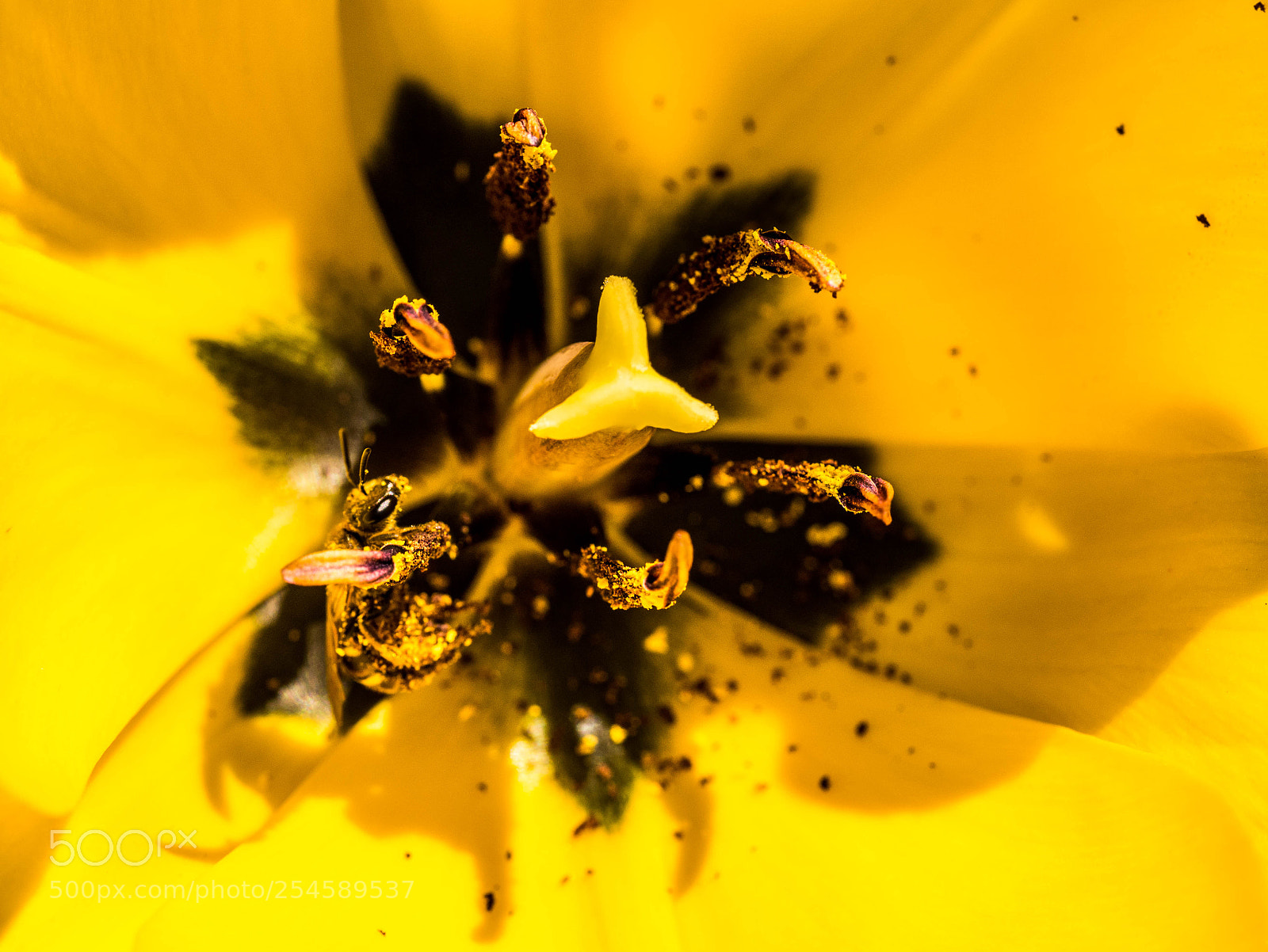 Panasonic DMC-G81 sample photo. Biene beim necktarnaschen photography