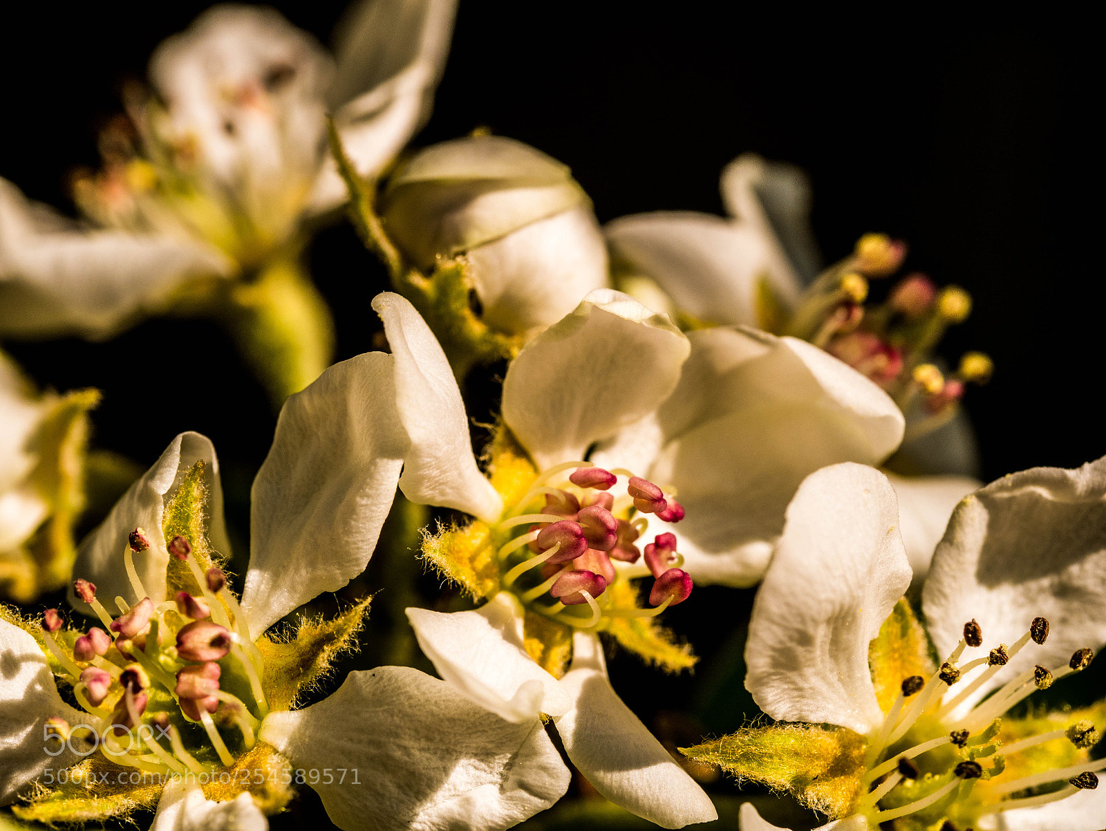 Panasonic DMC-G81 sample photo. Obstblüte photography