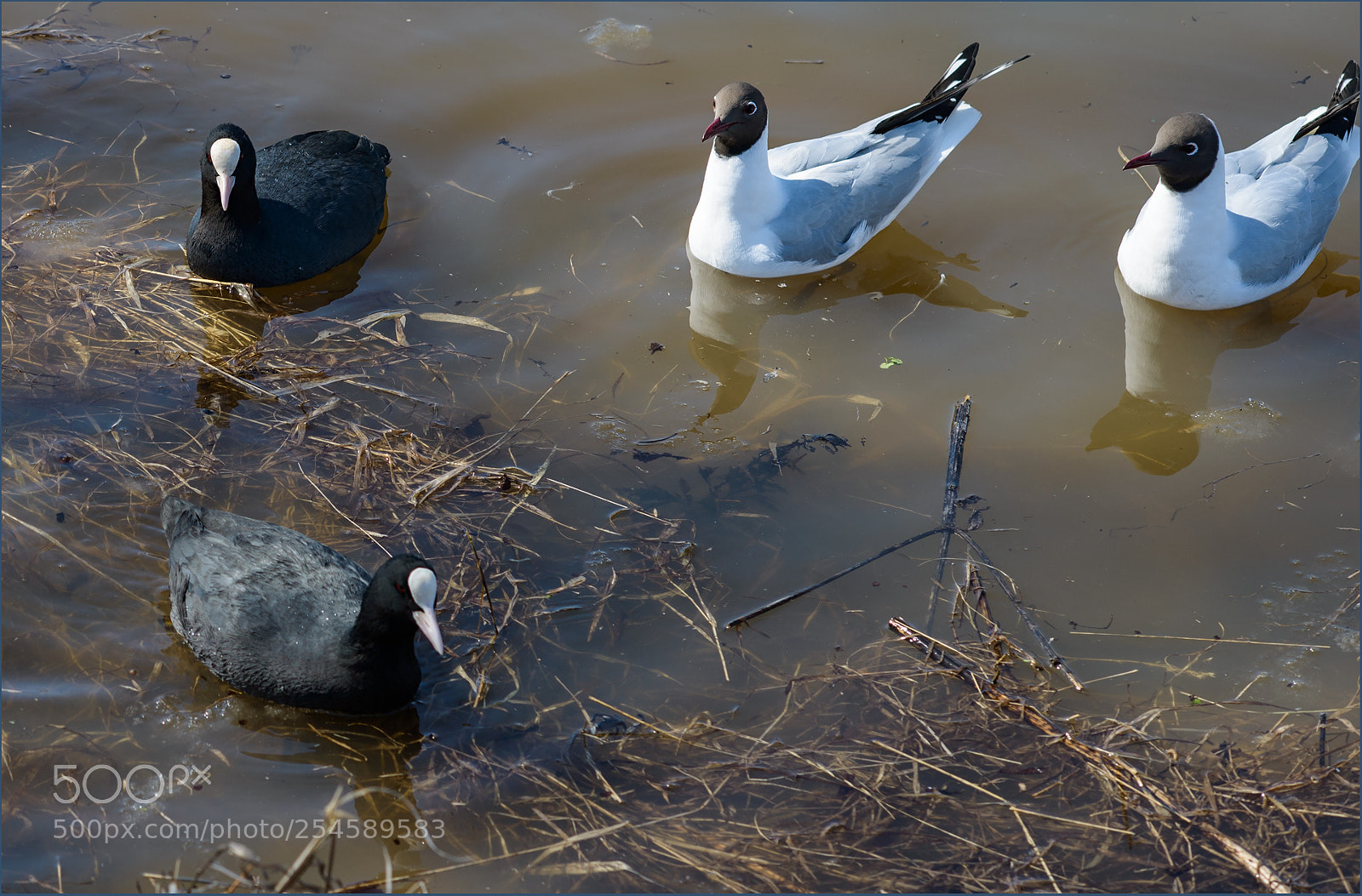 Nikon D800 sample photo. * photography