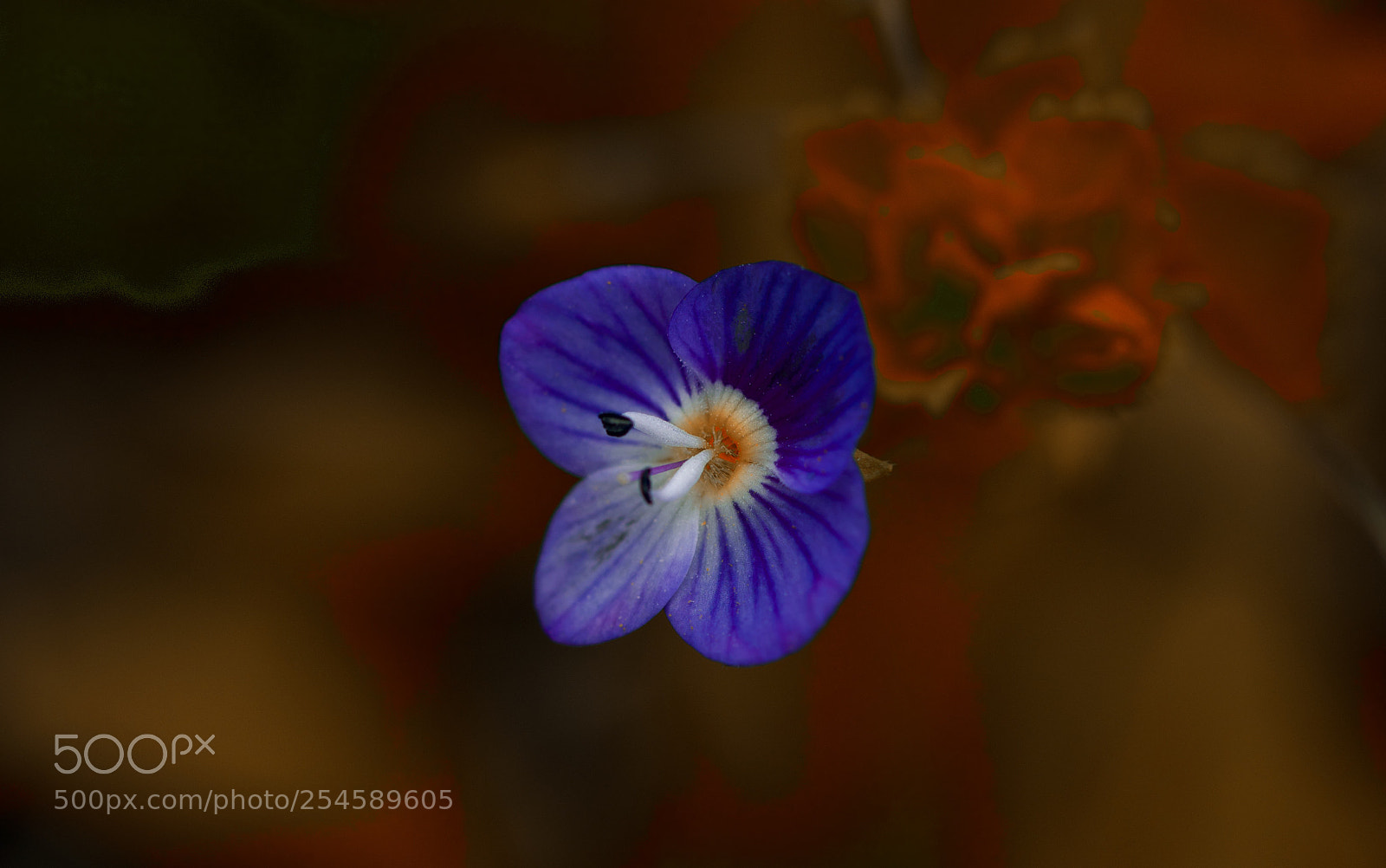 Canon EOS 7D Mark II sample photo. Power flower photography
