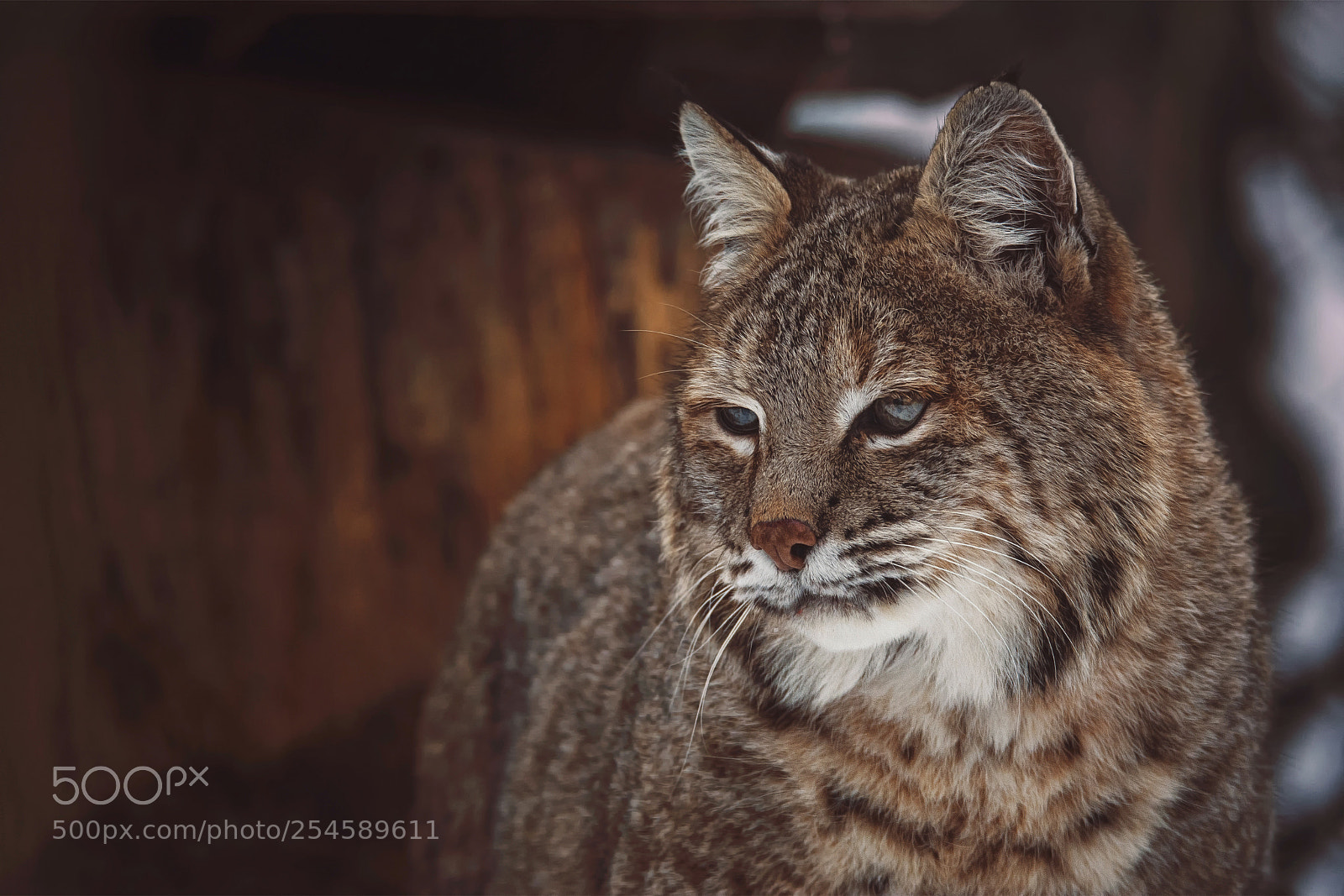Nikon D7100 sample photo. Bobcat photography
