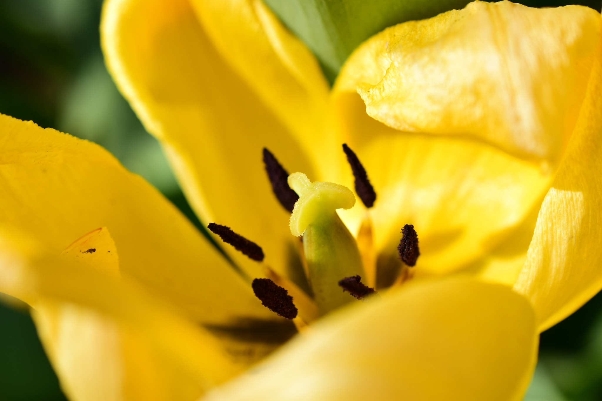 Nikon D5300 + Nikon AF-S DX Micro Nikkor 40mm F2.8 sample photo. Heart of tulip / springtime 2018 photography