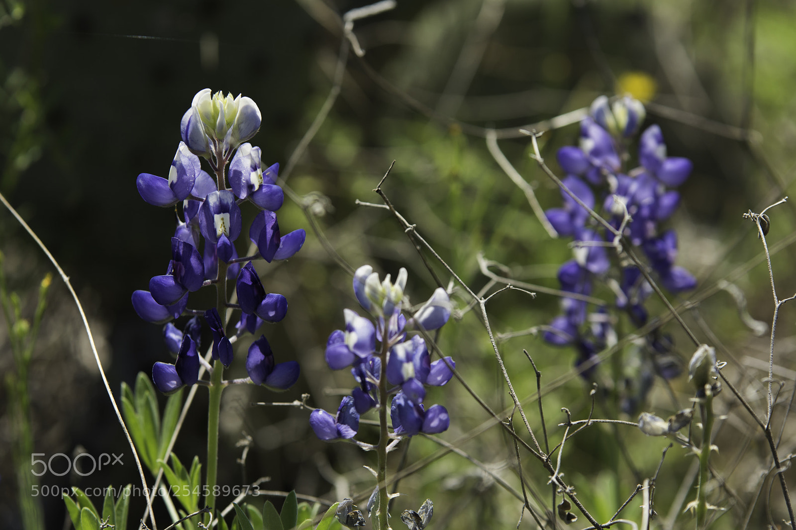 Nikon D7100 sample photo. Bluebonnets photography