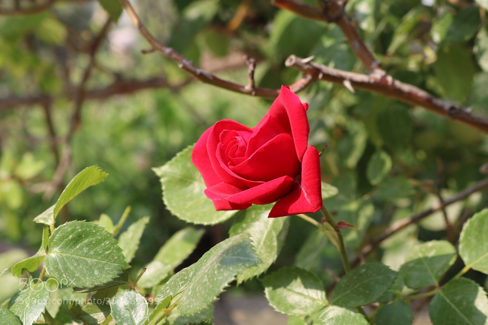 Canon EOS 750D (EOS Rebel T6i / EOS Kiss X8i) sample photo. Untitled photography