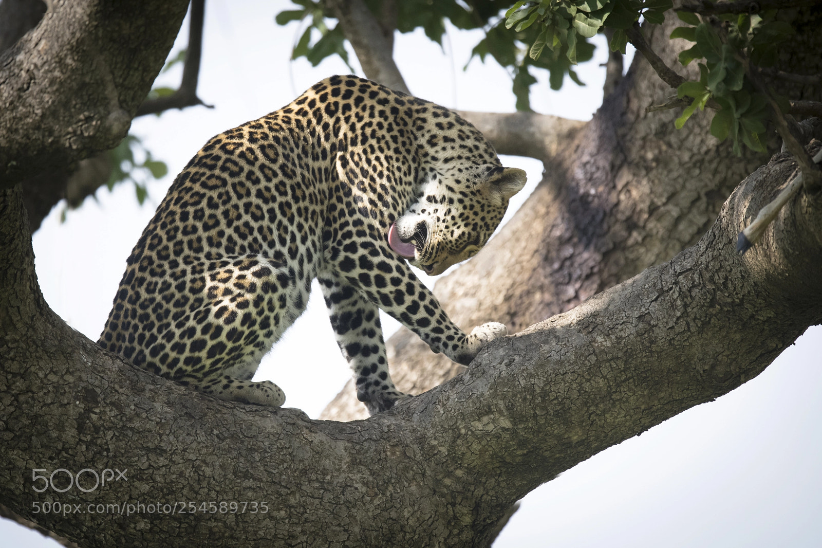 Nikon D850 sample photo. Leopardtreegrooming photography