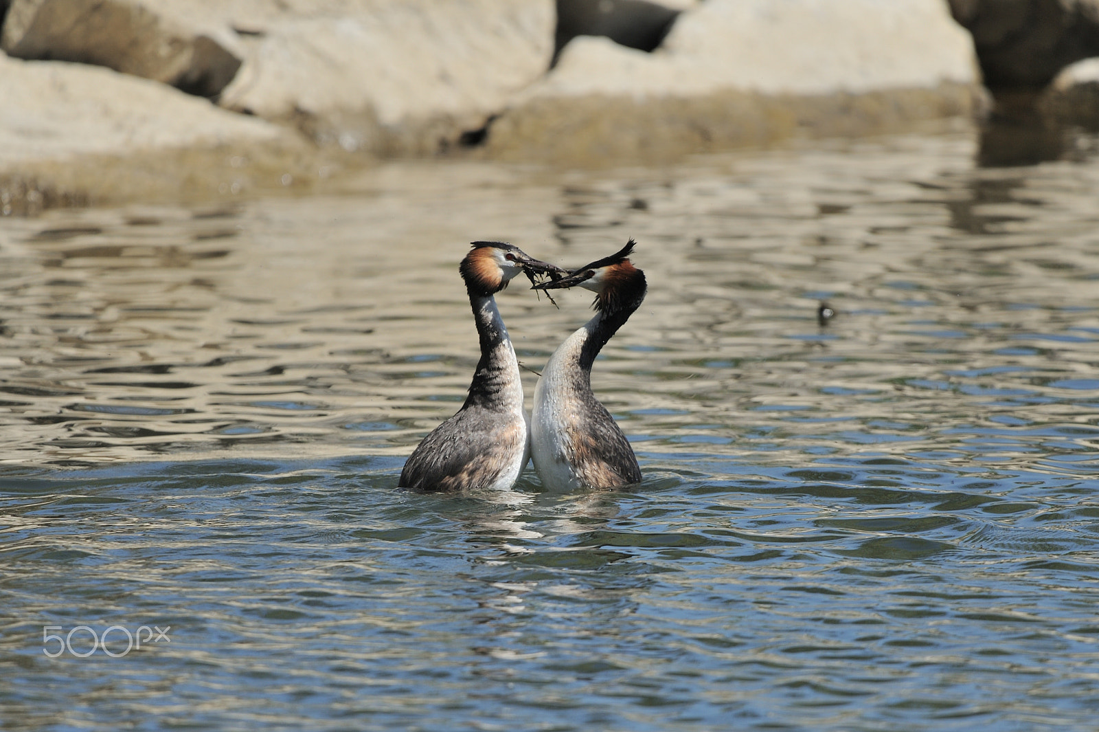 Nikon D3 sample photo. Great crested grebe photography