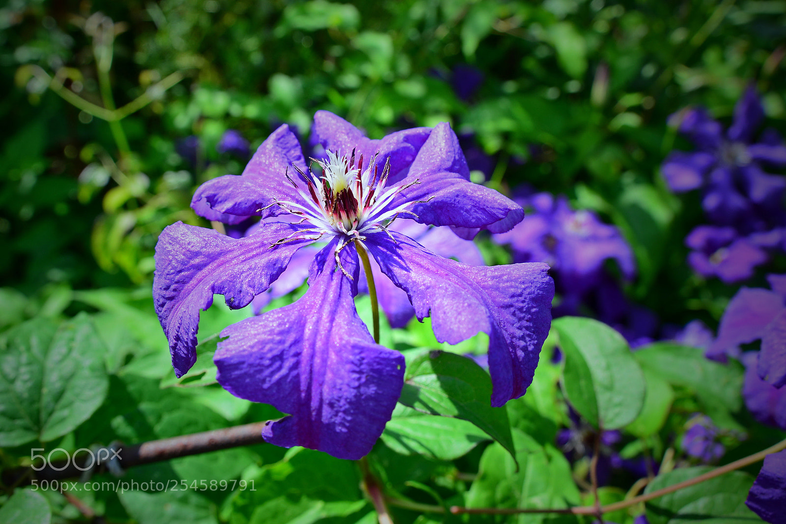 Nikon D600 sample photo. Clematis photography