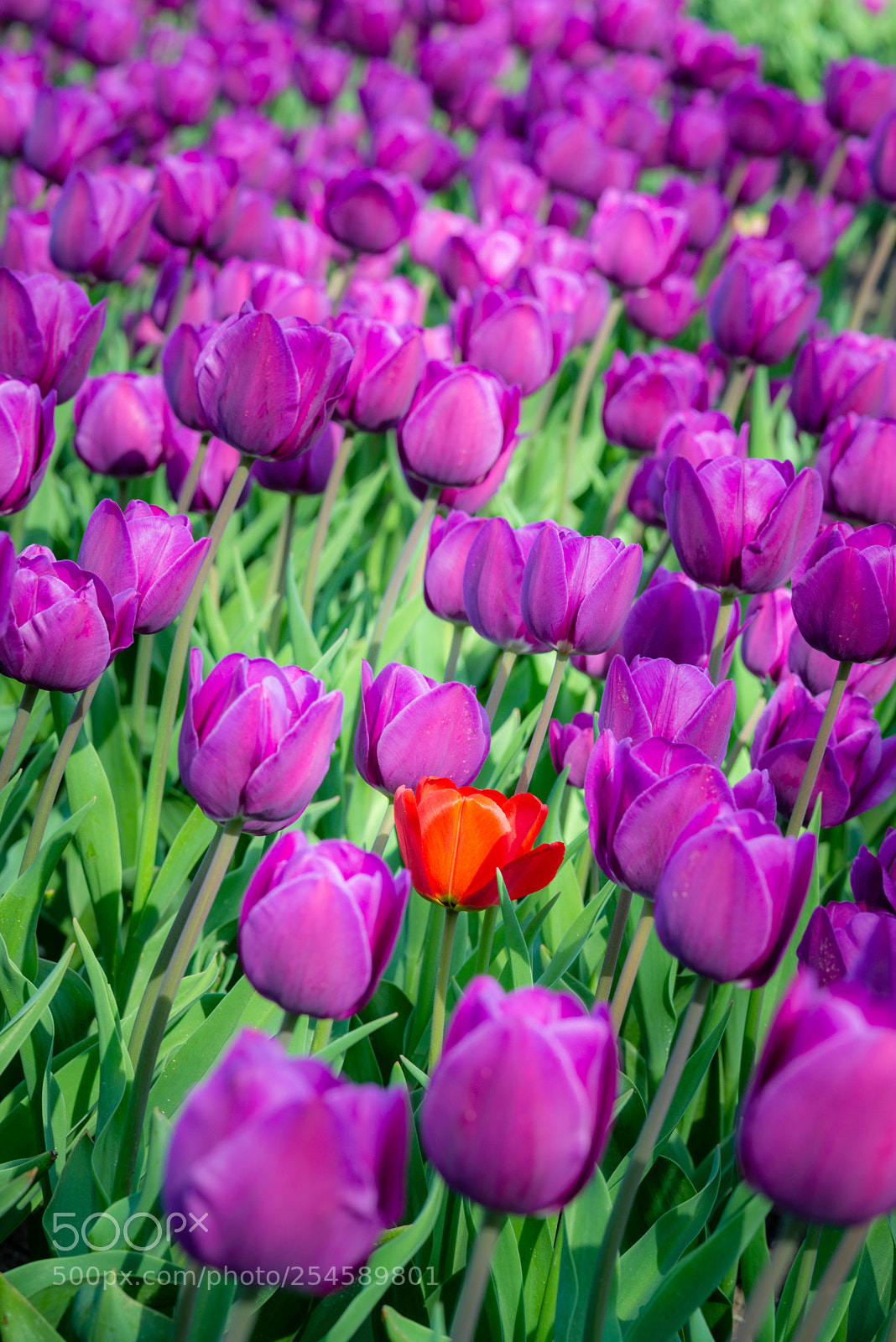 Nikon D610 sample photo. Always try to stand photography