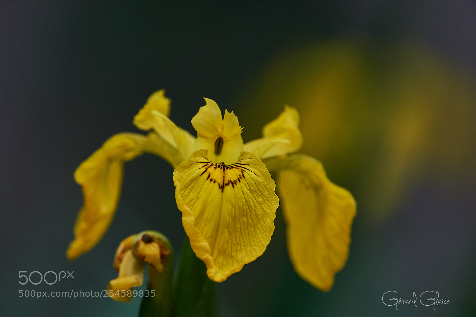 Nikon D4 sample photo. Iris des marais photography