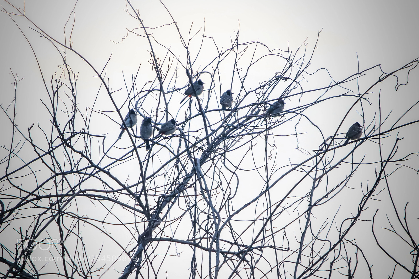 Canon EOS 80D sample photo. Sparrows photography