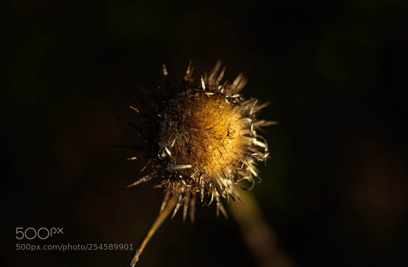 Canon EOS 80D sample photo. Morning light photography
