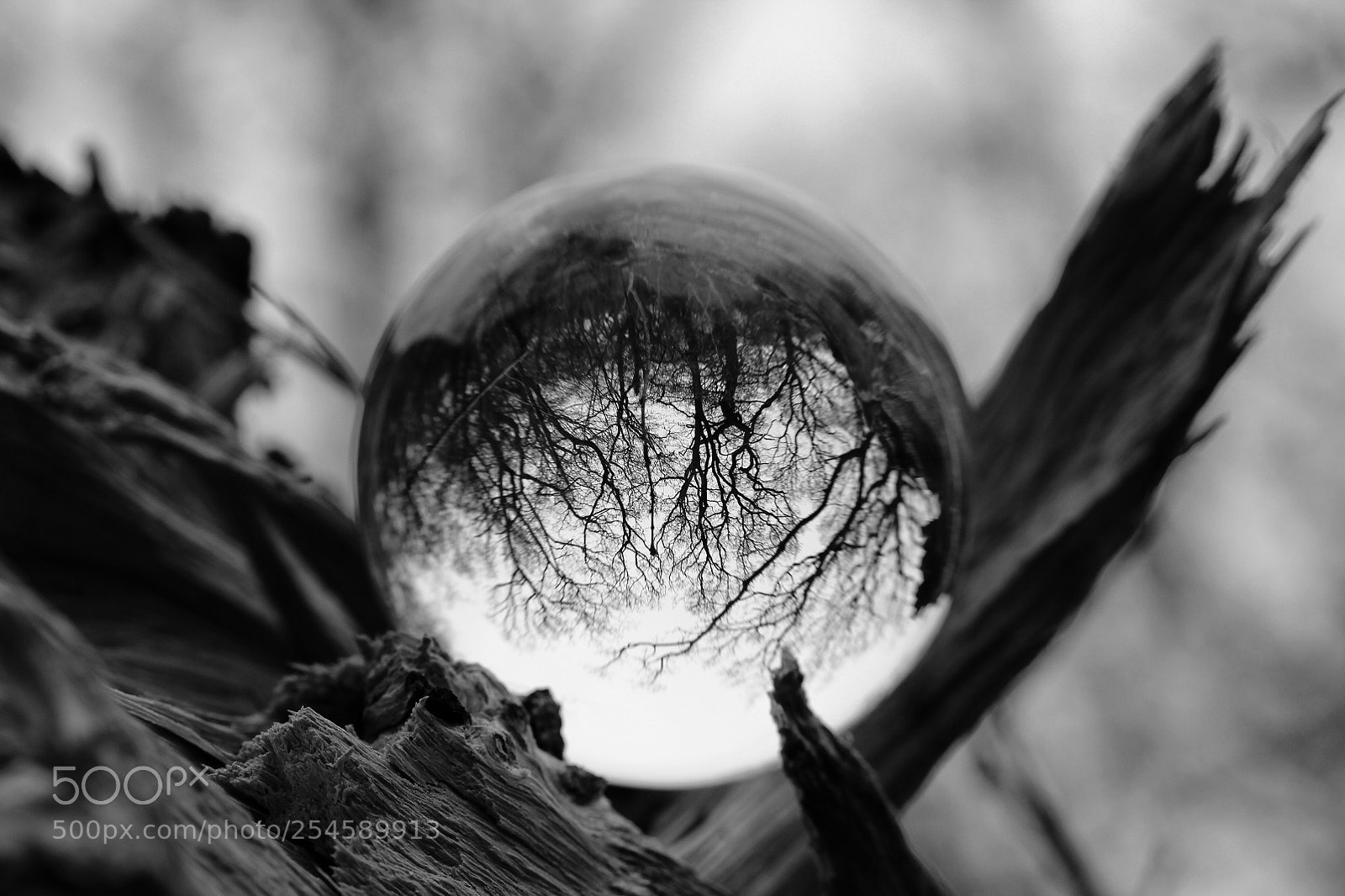 Canon EOS 600D (Rebel EOS T3i / EOS Kiss X5) sample photo. Crystal in the woods photography
