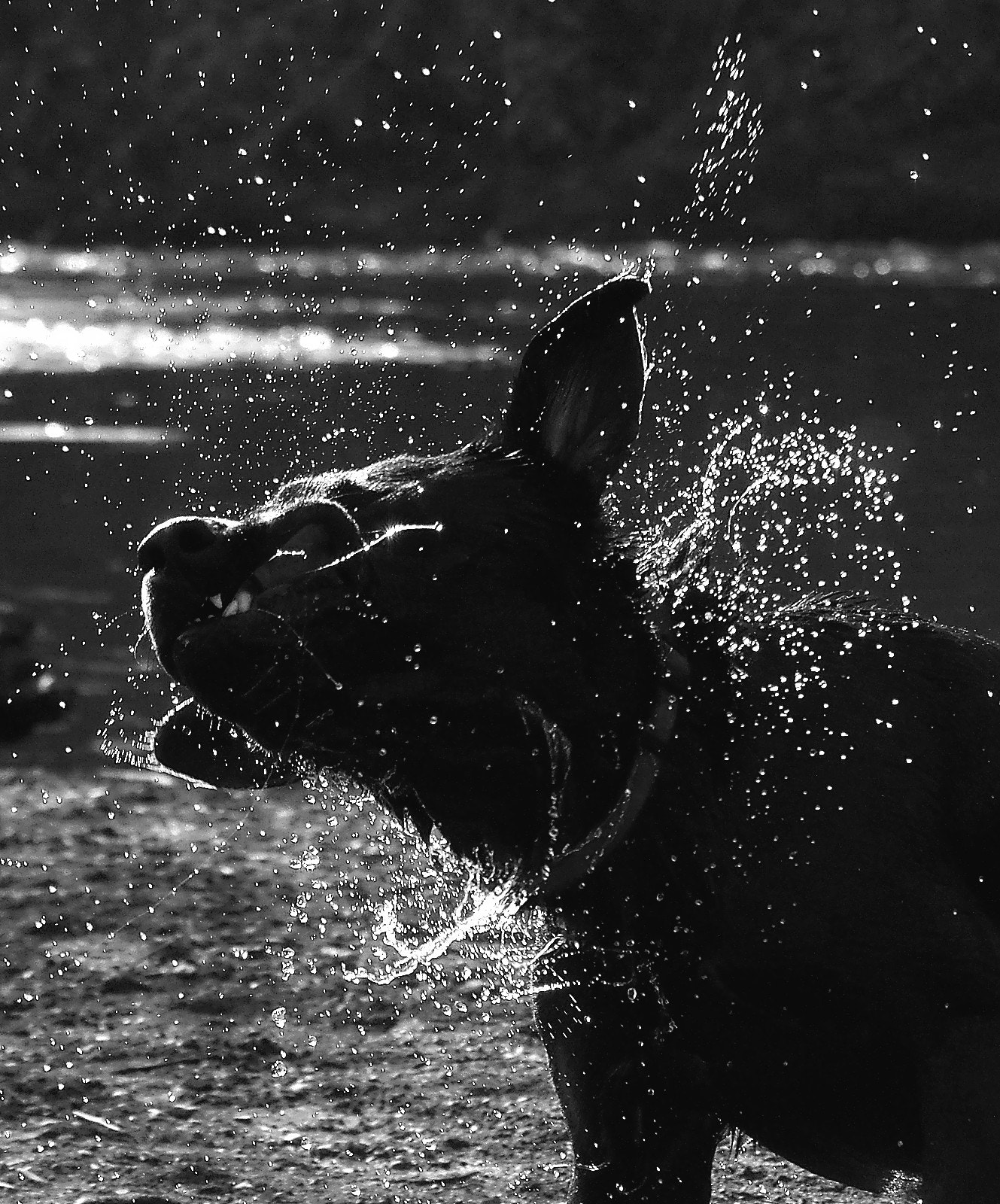 Pentax K-3 + Sigma 70-300mm F4-5.6 Macro sample photo. Wet dog photography