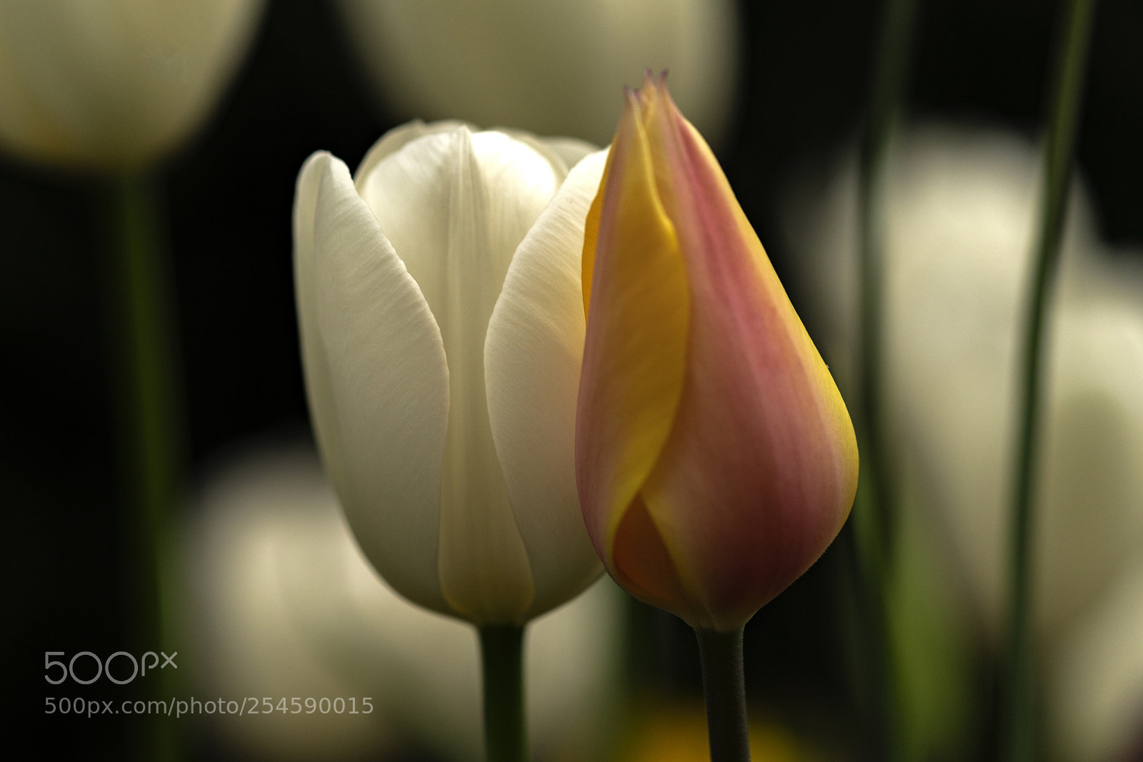 Sony a7R III sample photo. Dsc photography