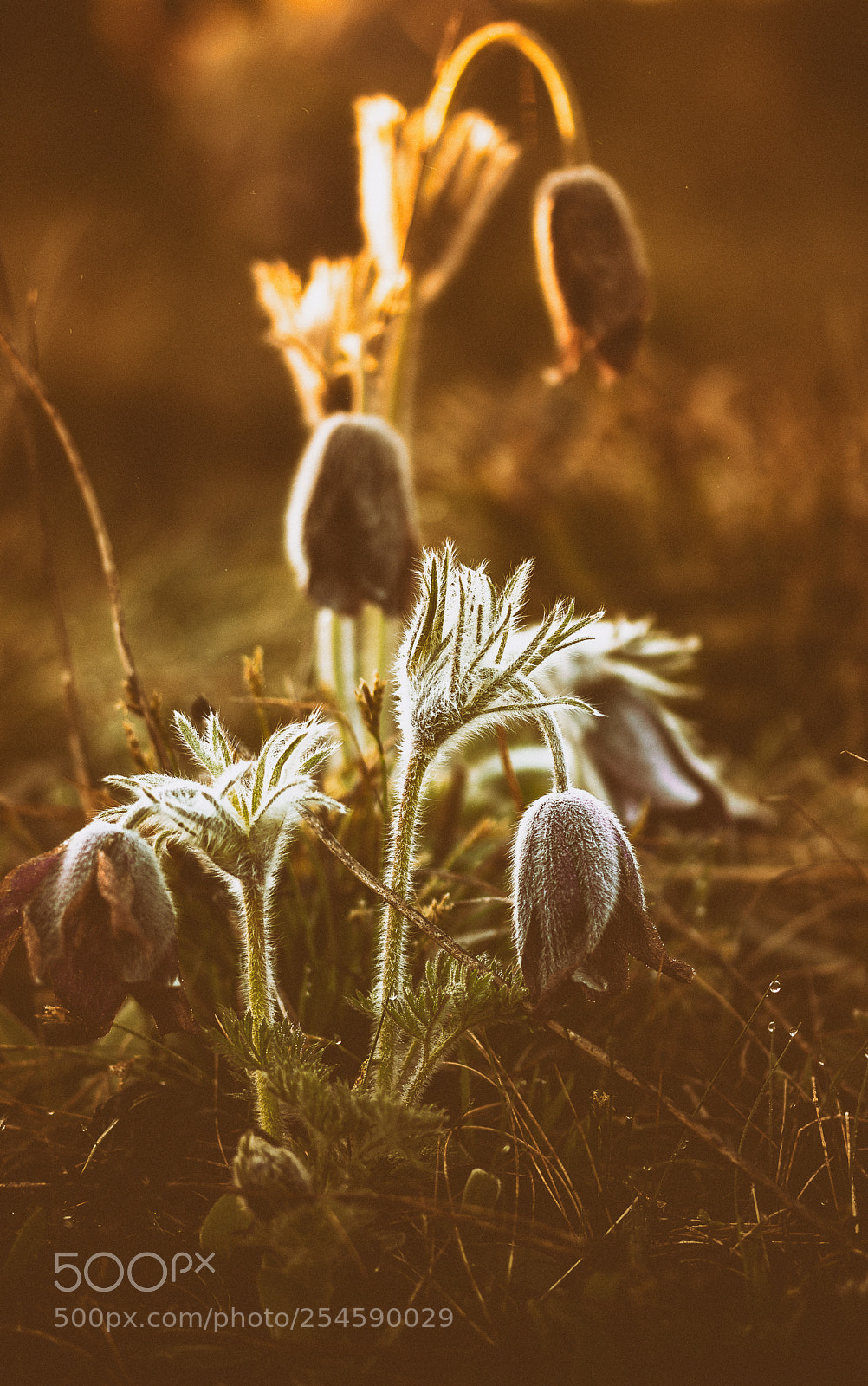 Canon EOS 80D sample photo. Frosty morning photography