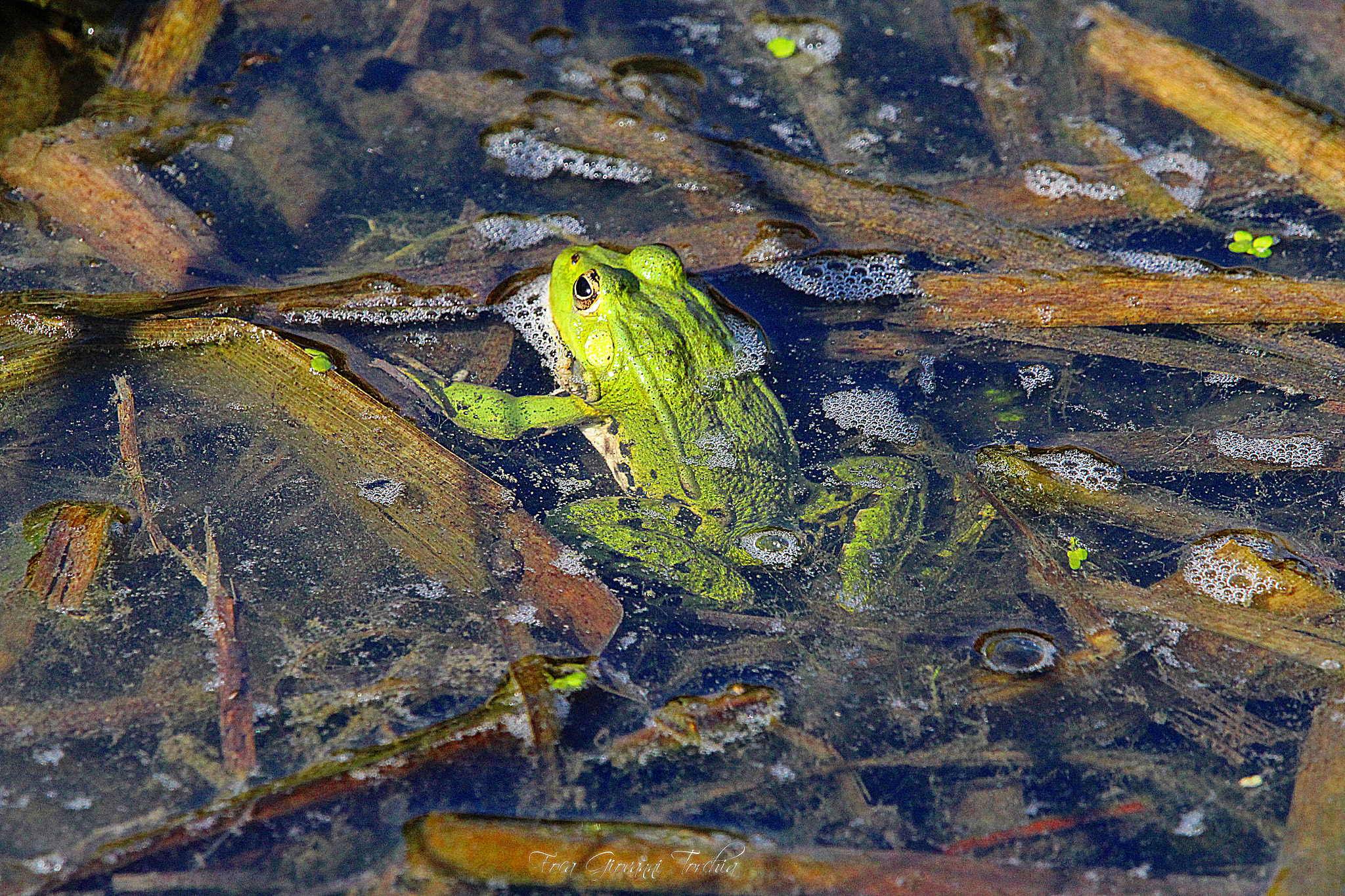 Sigma 150-600mm F5-6.3 DG OS HSM | C sample photo. Frog ... crà craà craaaaà photography