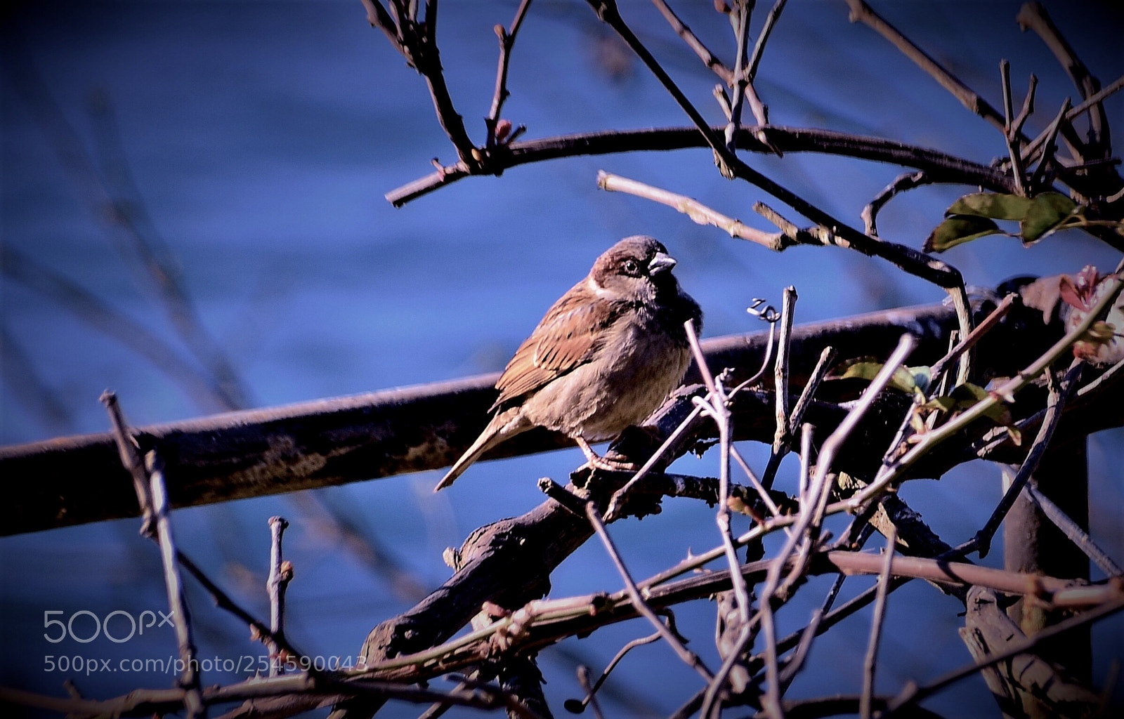 Nikon D7000 sample photo. Sparrow photography