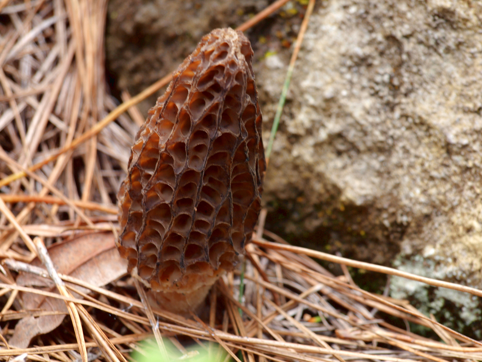 Olympus E-620 (EVOLT E-620) sample photo. Morchella elata photography