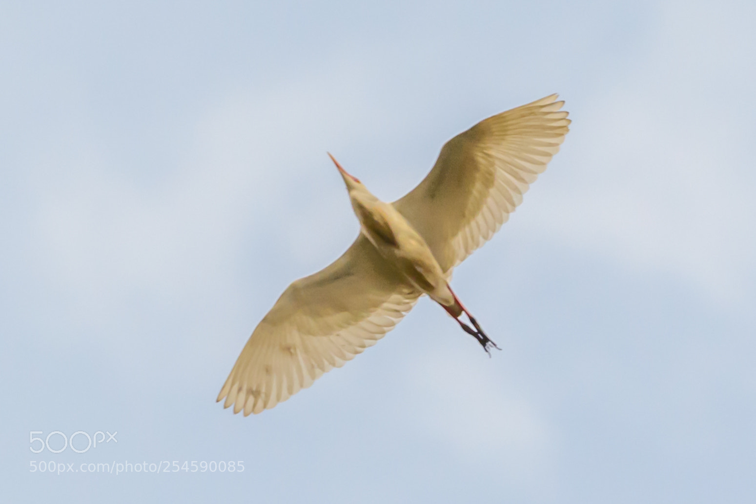 Nikon D7100 sample photo. Freedom photography