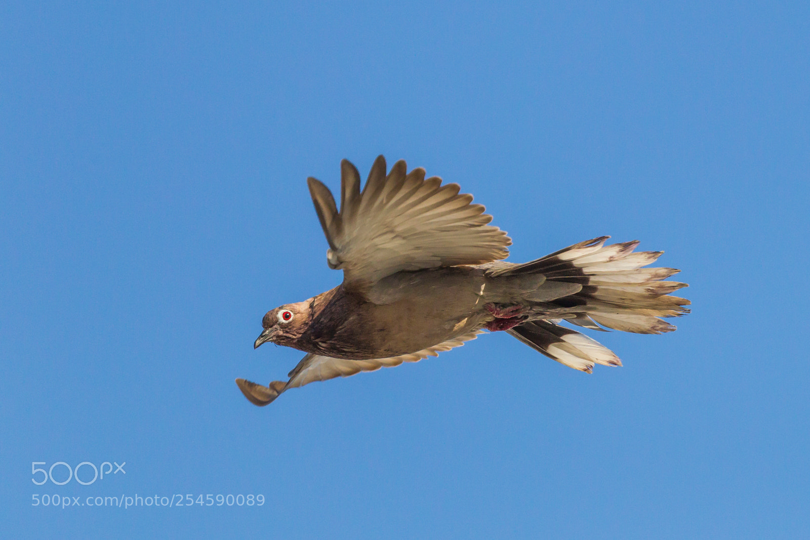 Canon EOS-1D Mark IV sample photo. Are you looking at photography