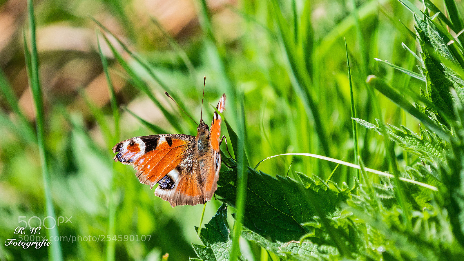 Panasonic Lumix DC-G9 sample photo. Tagpfauenauge photography