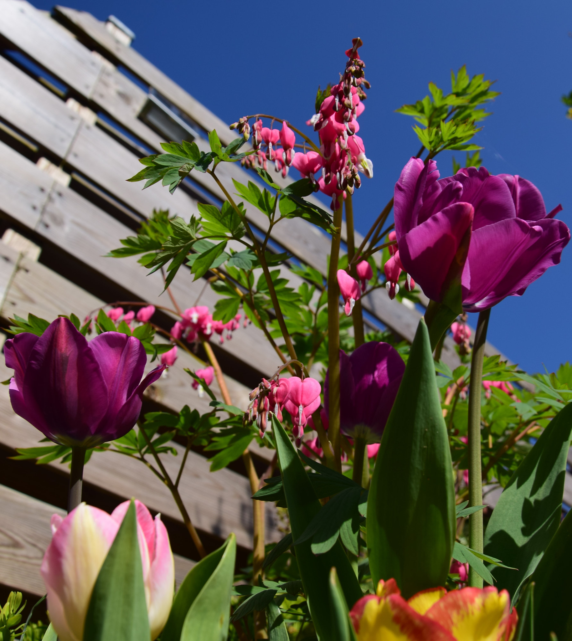 Nikon D5300 sample photo. Tulips and blue sky photography