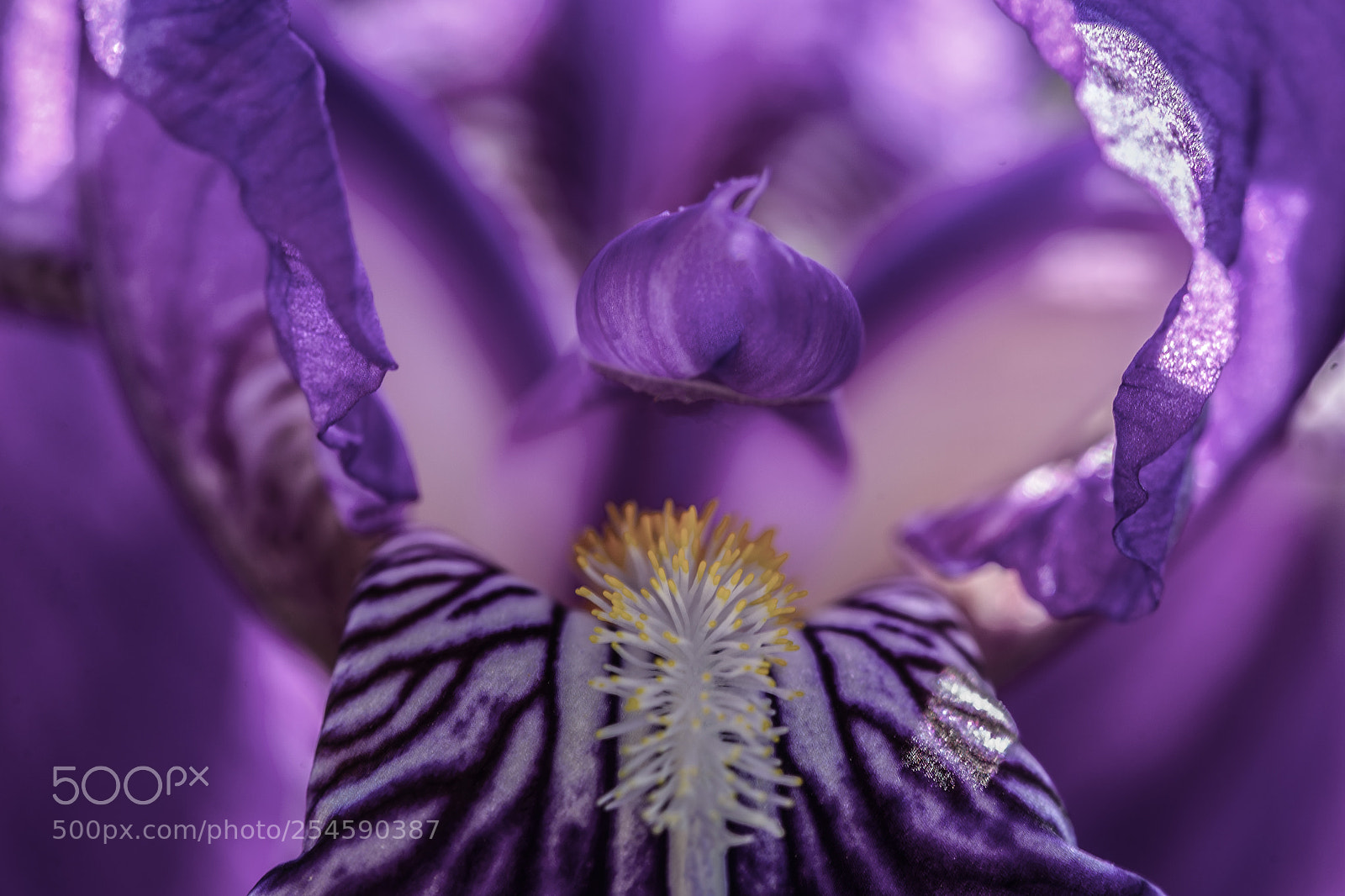 Nikon D610 sample photo. Rhapsody in violet photography