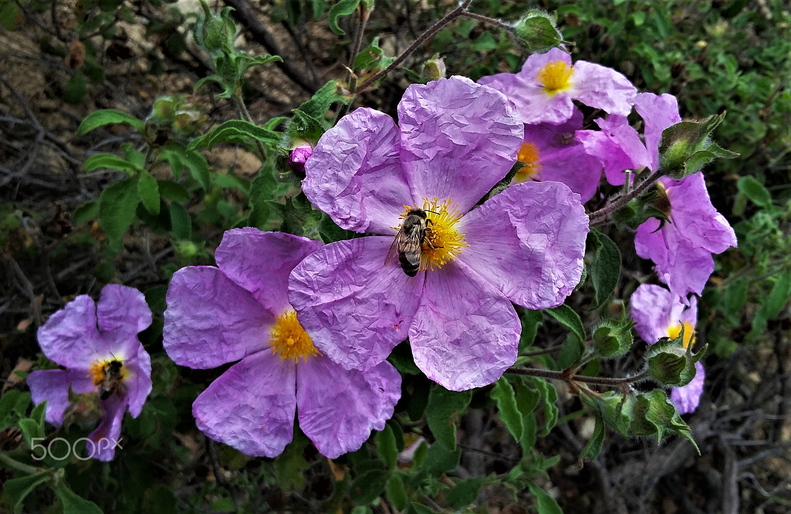 Samsung Galaxy E5 sample photo. Pink rockrose photography