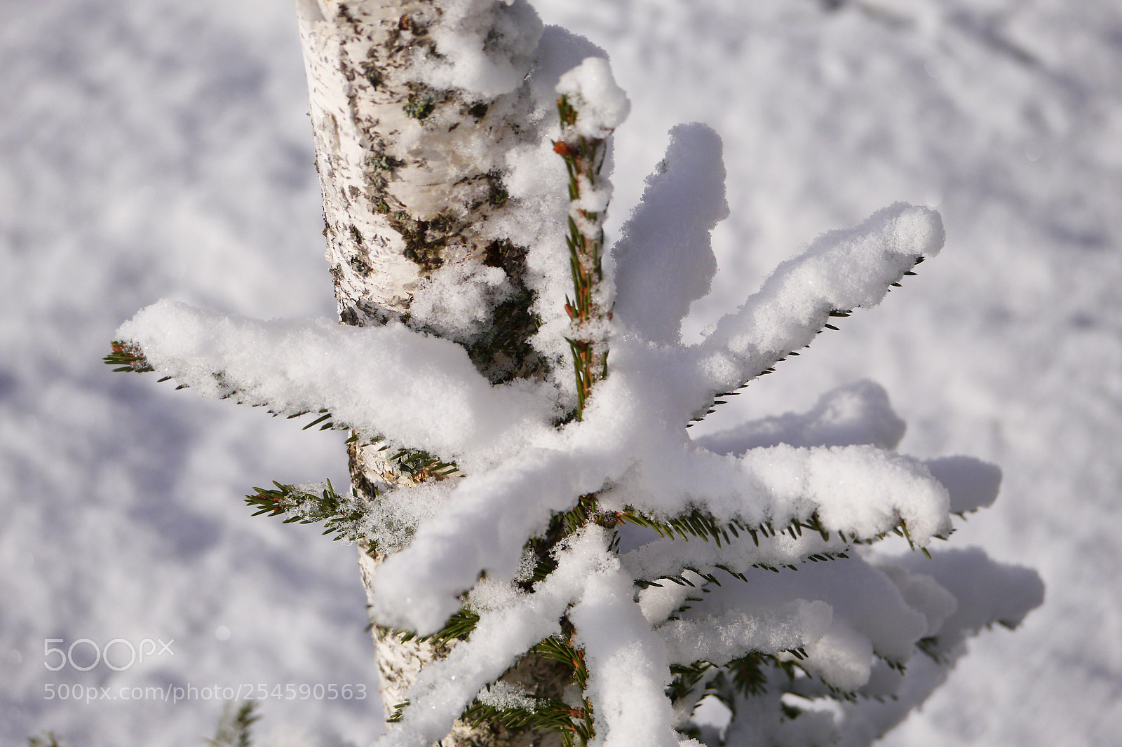 Panasonic Lumix DMC-G5 sample photo. Snow photography
