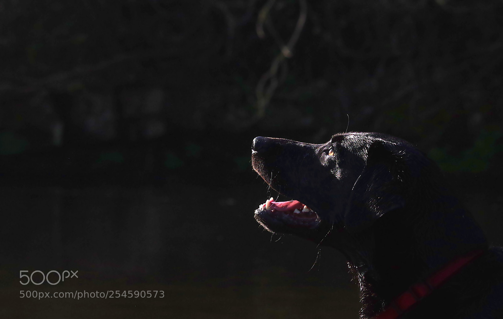 Pentax K-3 sample photo. Black dog on black photography
