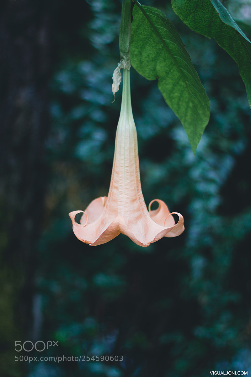 Canon EOS 7D sample photo. Angel's trumpet photography