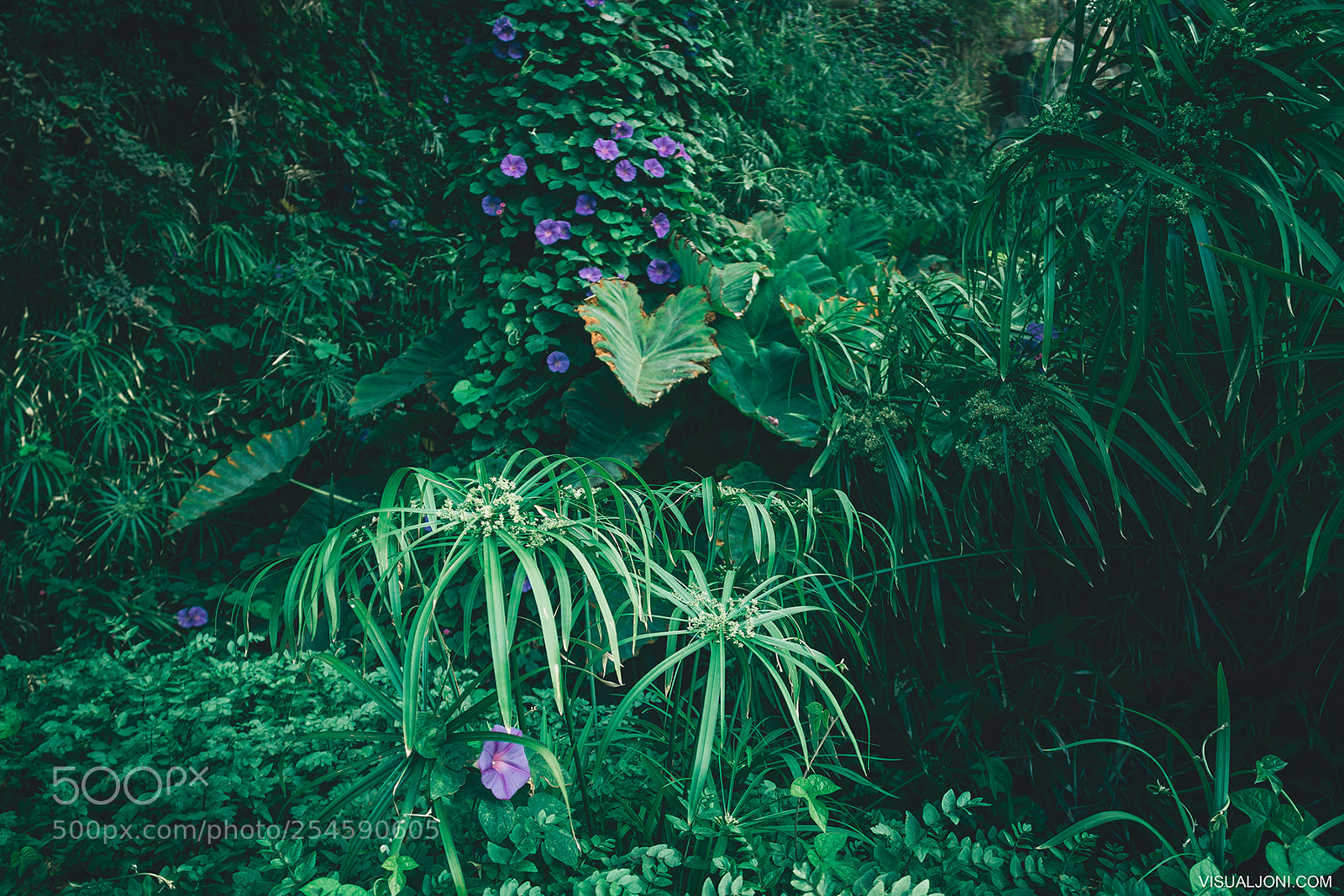 Canon EOS 7D sample photo. Paradise of madeira photography