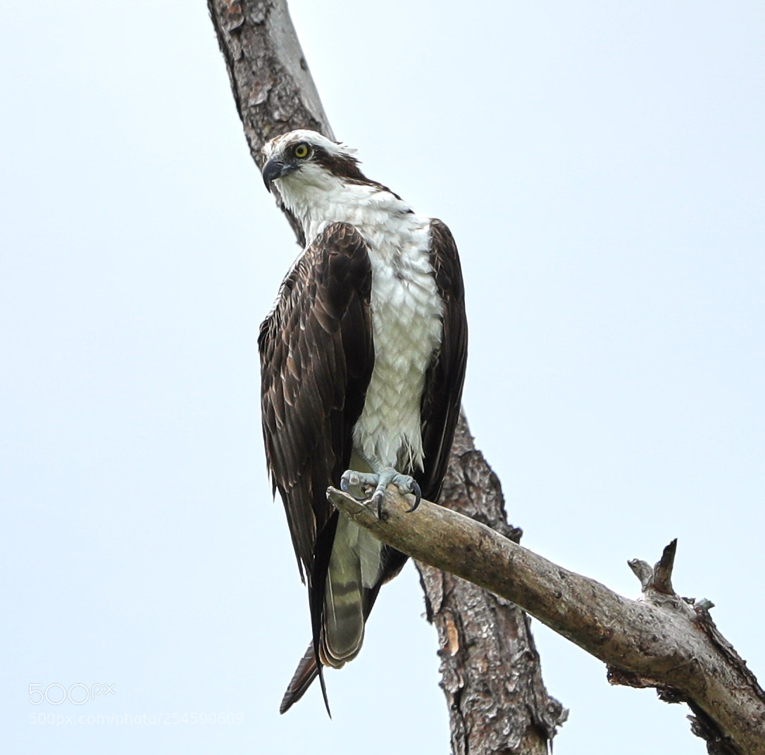 Canon EOS-1D X Mark II sample photo. 04-21-18-0013949.jpg photography