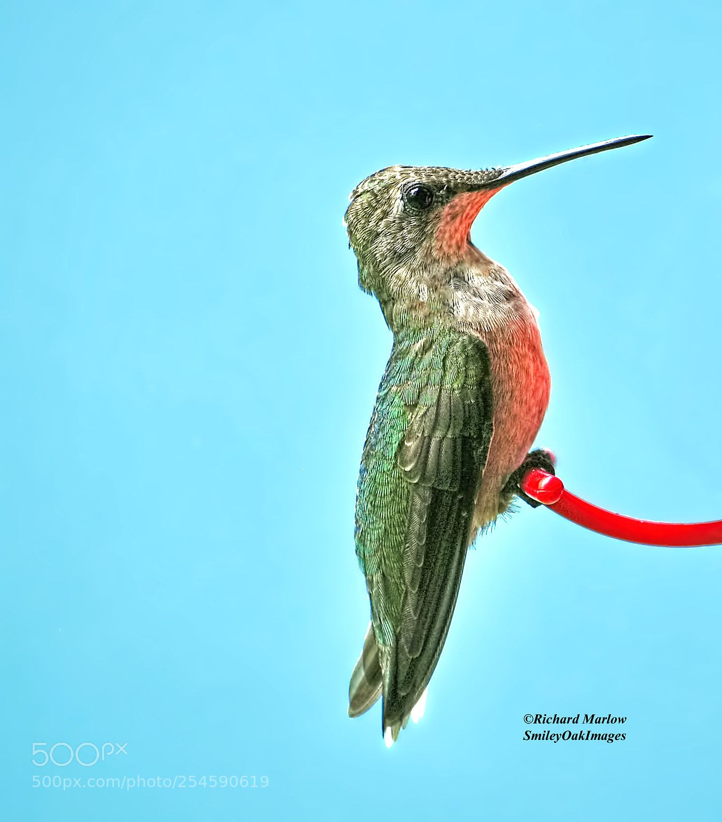 Nikon D5000 sample photo. Hummingbird photography