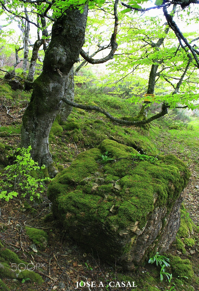 Canon EOS 1000D (EOS Digital Rebel XS / EOS Kiss F) sample photo. El bosque photography