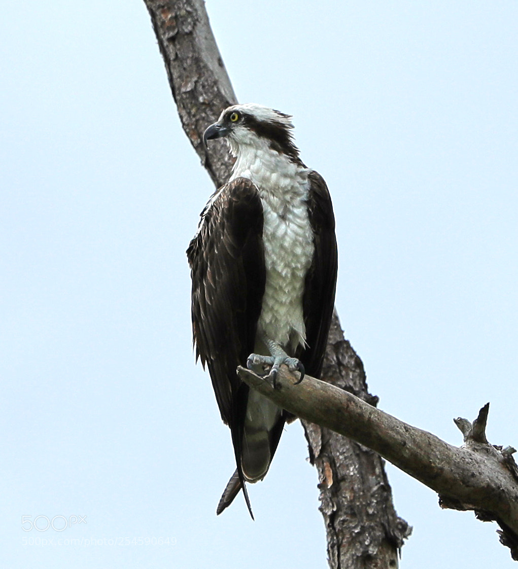 Canon EOS-1D X Mark II sample photo. 04-21-18-0013946.jpg photography