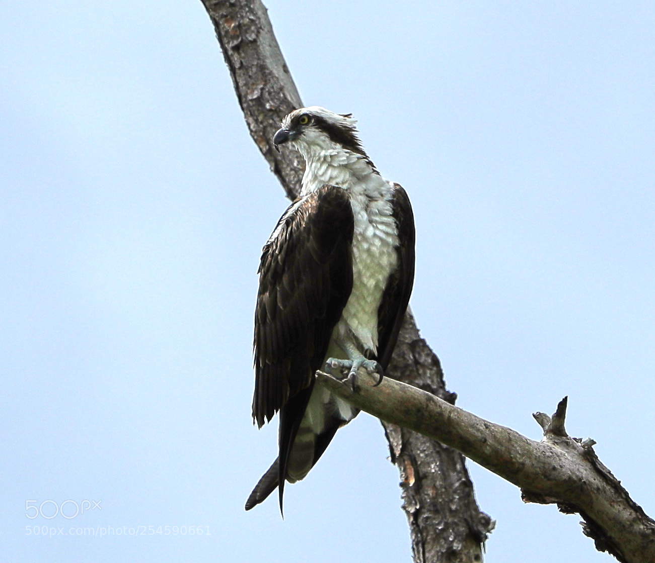 Canon EOS-1D X Mark II sample photo. 04-21-18-0013942.jpg photography