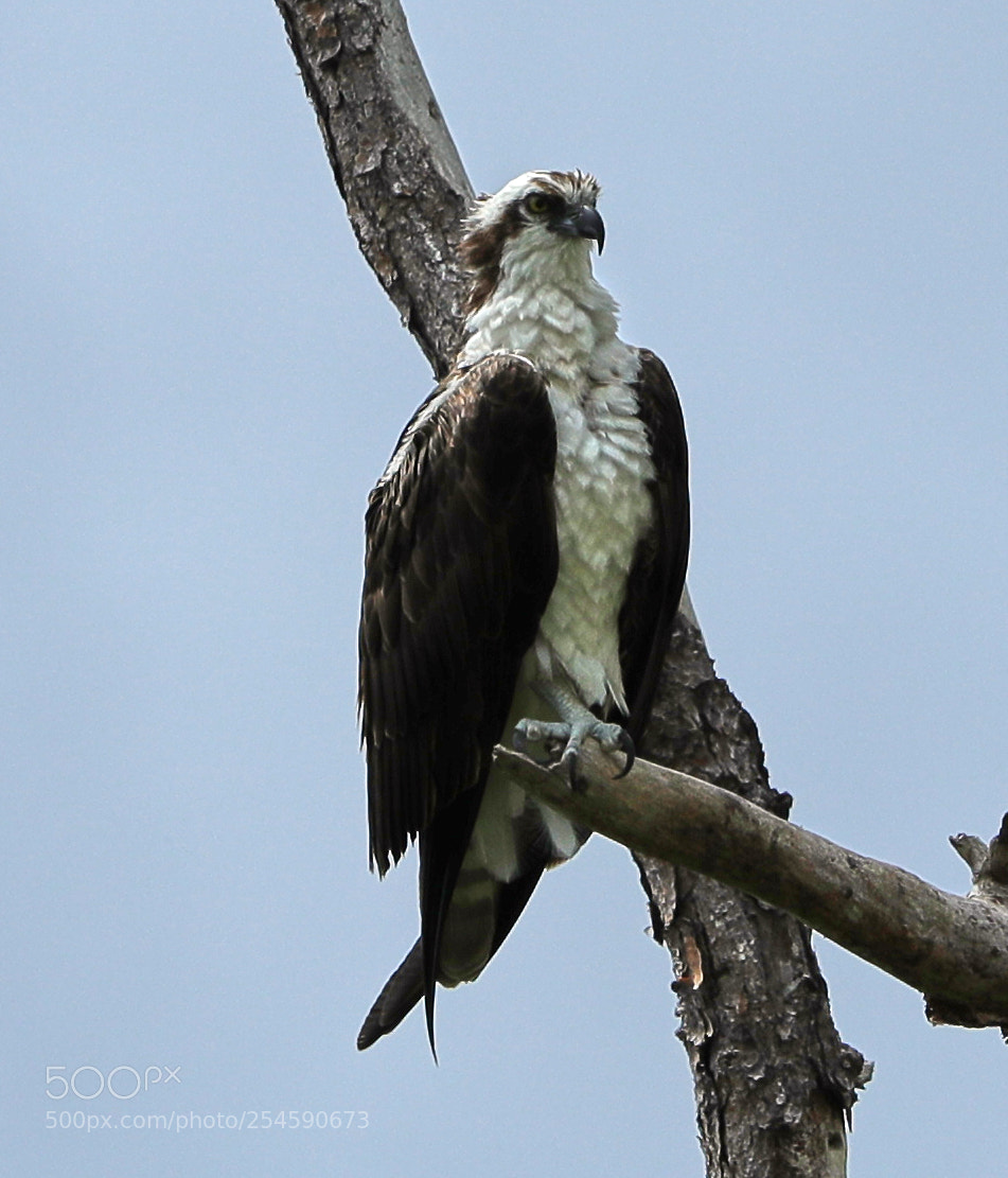 Canon EOS-1D X Mark II sample photo. 04-21-18-0013941.jpg photography