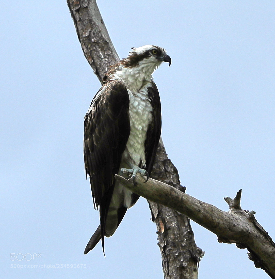 Canon EOS-1D X Mark II sample photo. 04-21-18-0013940.jpg photography