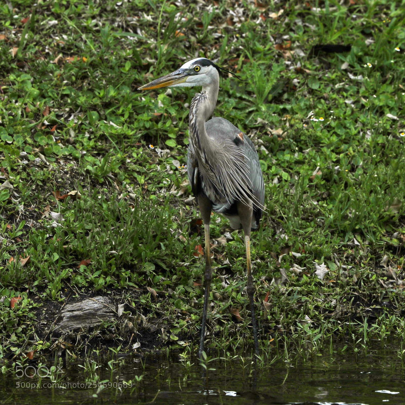 Canon EOS-1D X Mark II sample photo. 04-21-18-0013937.jpg photography