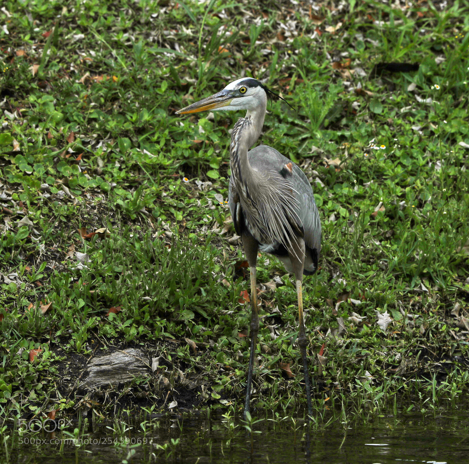 Canon EOS-1D X Mark II sample photo. 04-21-18-0013938.jpg photography